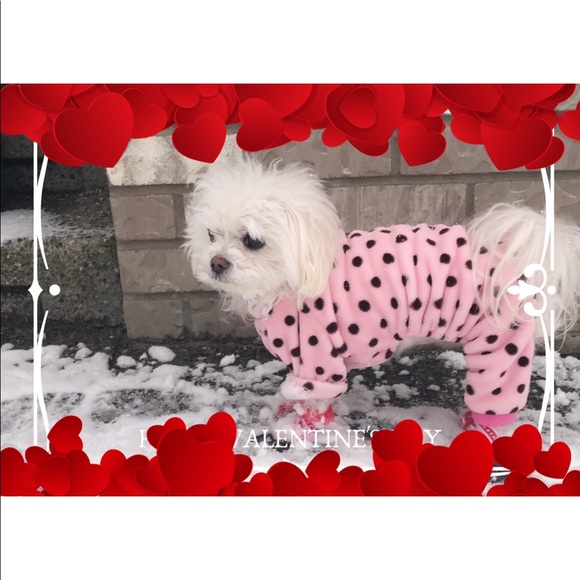 Maltese - Picture 11 of 16